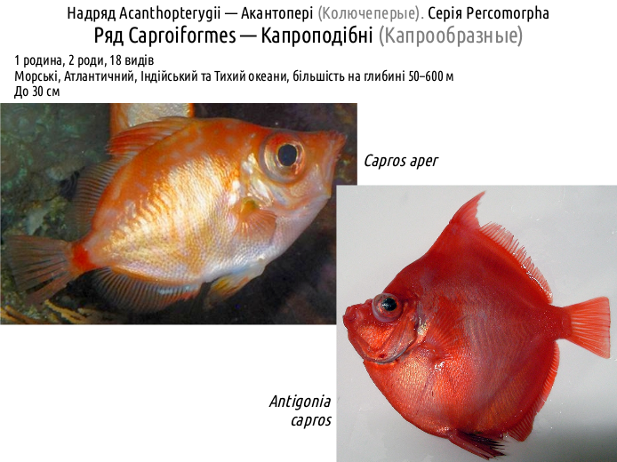 ActinoDiversity IV 13