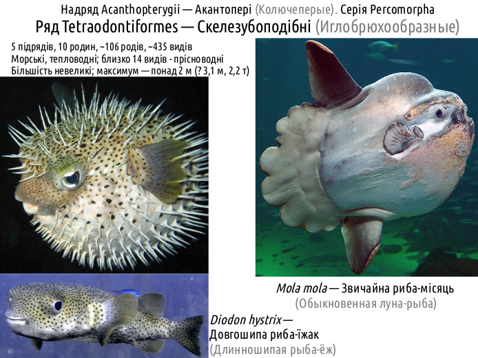 ActinoDiversity IV 15