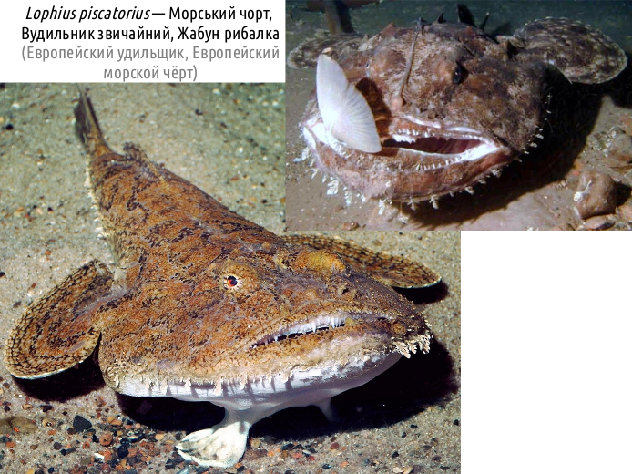 ActinoDiversity IV d16