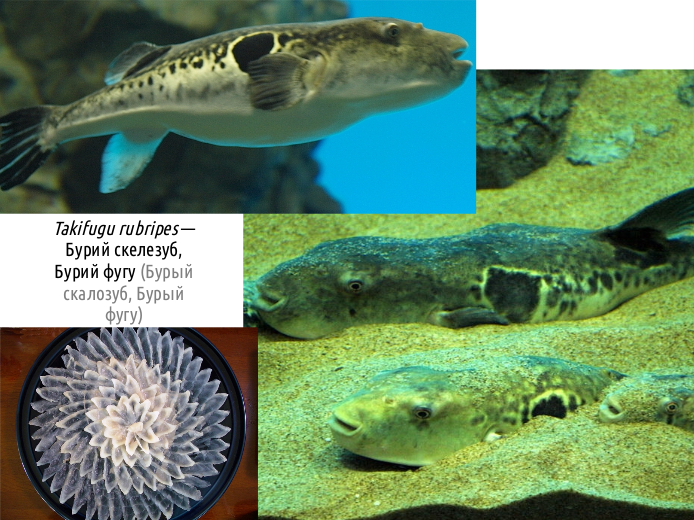 ActinoDiversity IV d19