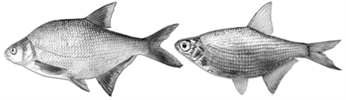 abramis blicca