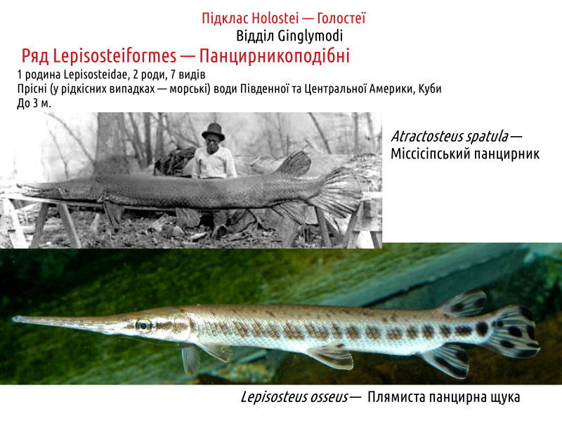 actinodiversity i 03