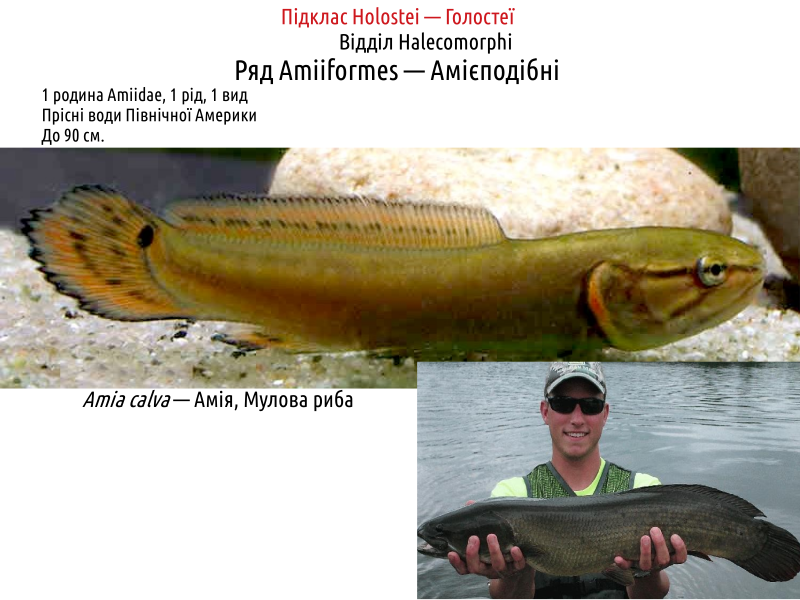actinodiversity i 04