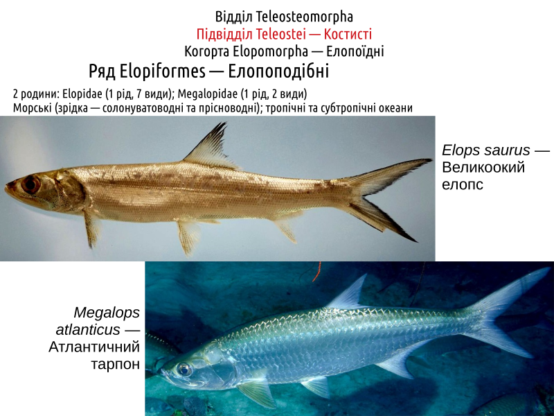 actinodiversity i 06