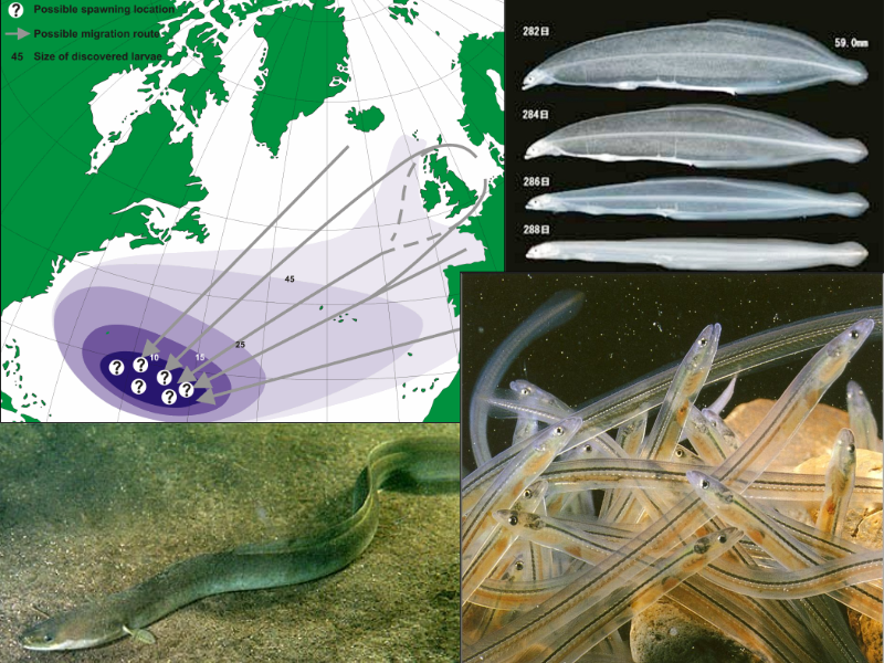 actinodiversity i 09