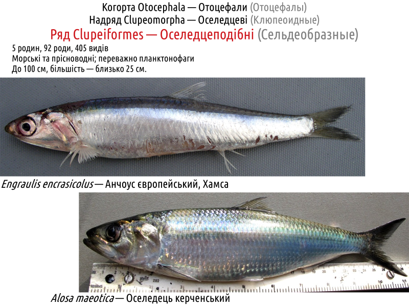 actinodiversity i 15
