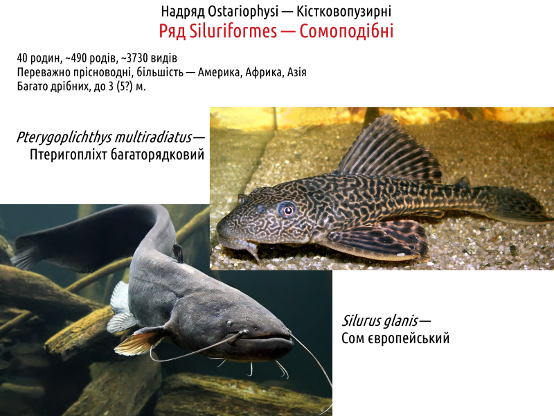 actinodiversity i 21