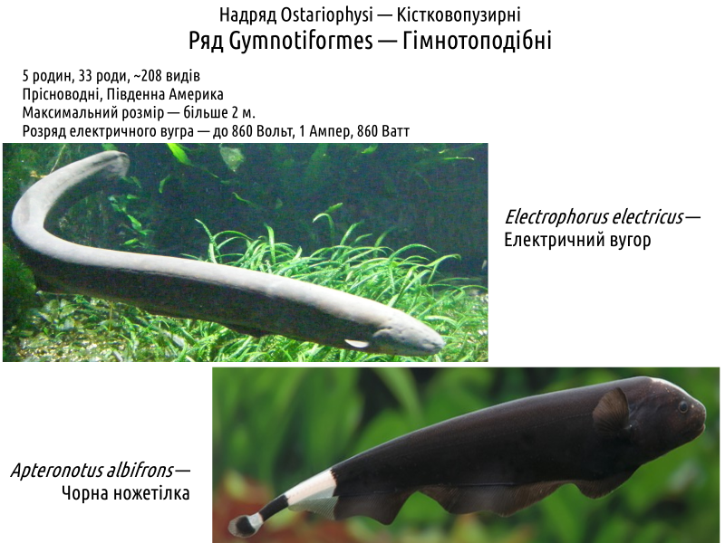 actinodiversity i 22