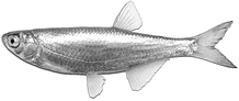 alburnus