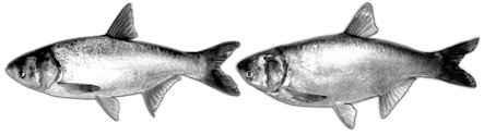 Fig. 2.8). The silver carp has an overall light, silvery body colouration, with pink or red anal and ventral fins, and gill rakers fused by a continuous mucous membrane. The bighead carp generally has a darker body colouration, often with dark spot