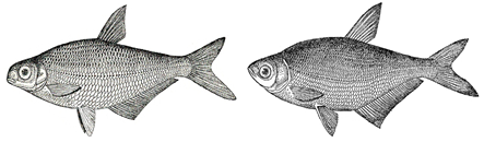 ballerus