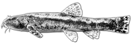 barbatula