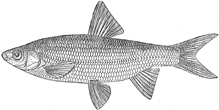 chondrostoma