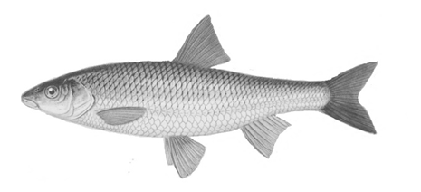 leiciscus danilewskii