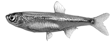 Fig. 2.8). The silver carp has an overall light, silvery body colouration, with pink or red anal and ventral fins, and gill rakers fused by a continuous mucous membrane. The bighead carp generally has a darker body colouration, often with dark spot