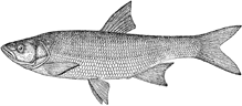 leuciscus