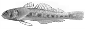 neogobius