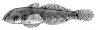 proterorhinus