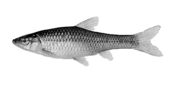 pseudorasbora