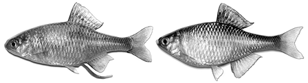Fig. 2.4). Pharyngeal teeth uniserial, 4—4.All Carassius species prefer slowly flowing or standing waters of floodplain lakes, oxbows, and ponds densely overgrown with aquatic vegetation, often marshy; they are frequently found in sun-warmed, silte