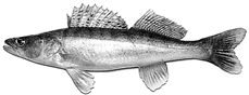 Fig. 2.22). Spawning is single-batch, in May–June at water temperatures of 15–16°C, generally in pairs. Absolute fecundity is very high — from 200,000 to 1 million eggs. Eggs are deposited in nests built by the male from last year’s plant material o