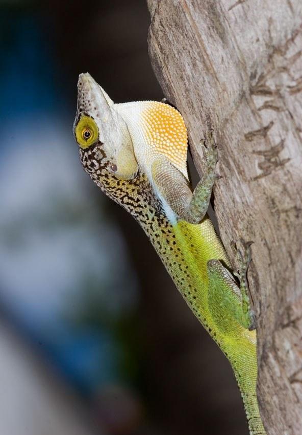 anolis leachi
