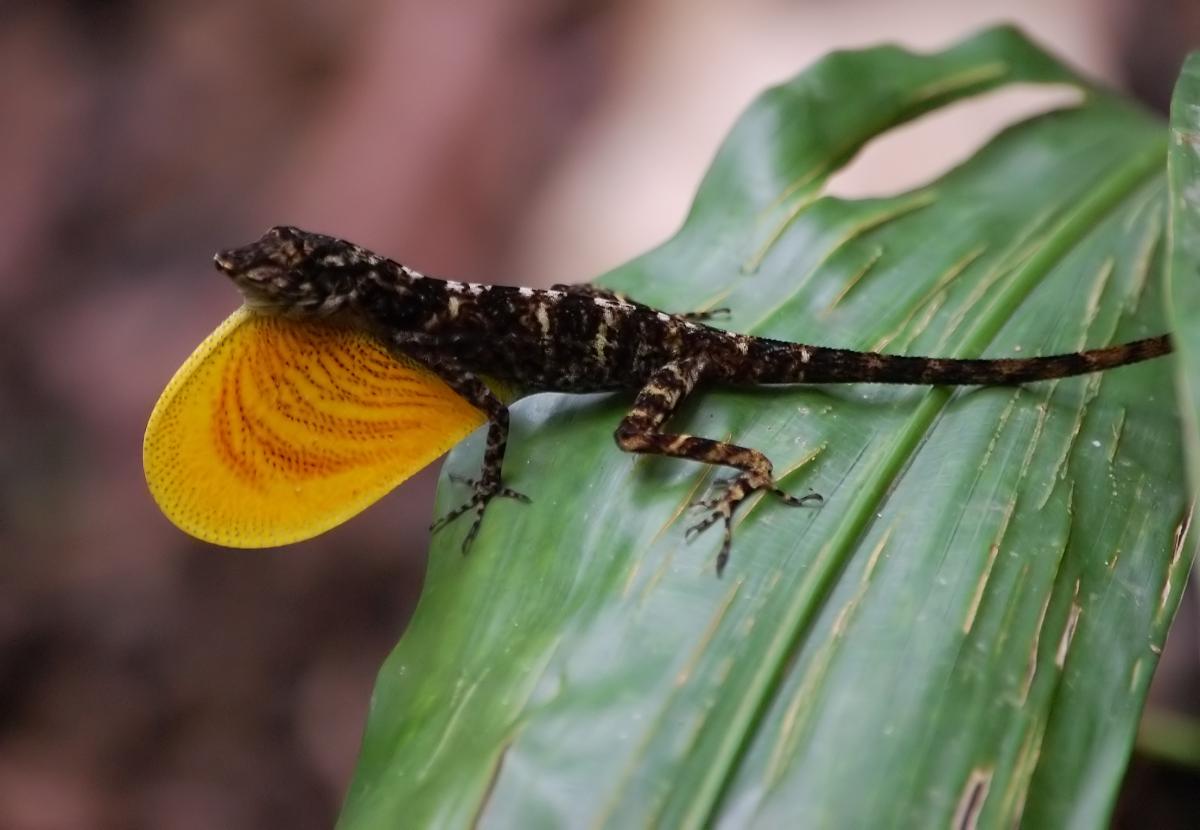 anolis polylepis