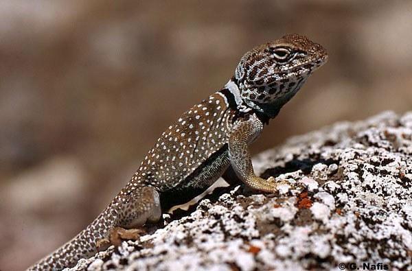 crotaphytus bicinctores