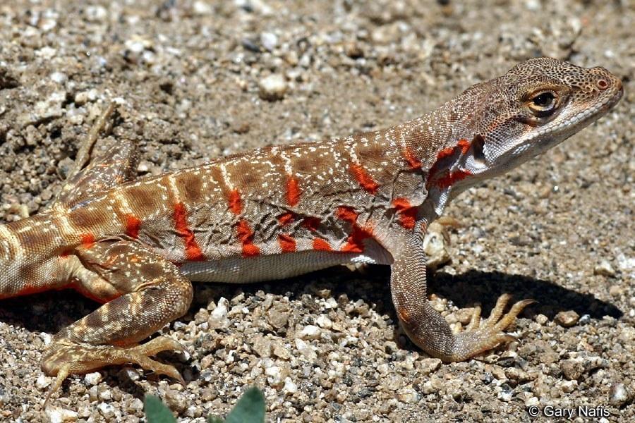 gambelia copeii