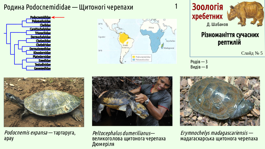 reptilian systematics 05