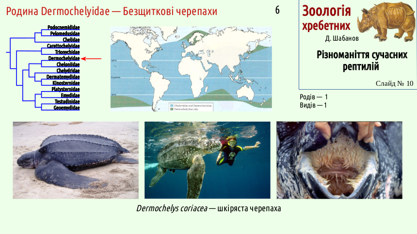 reptilian systematics 10