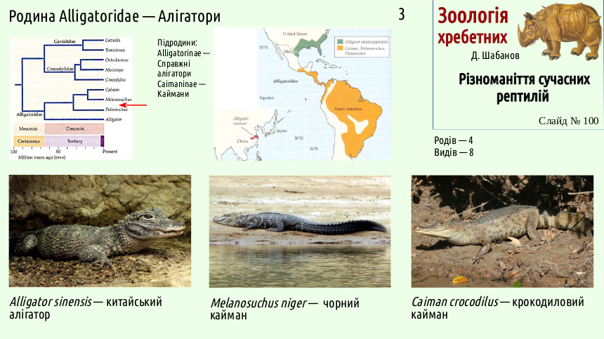 reptilian systematics 100