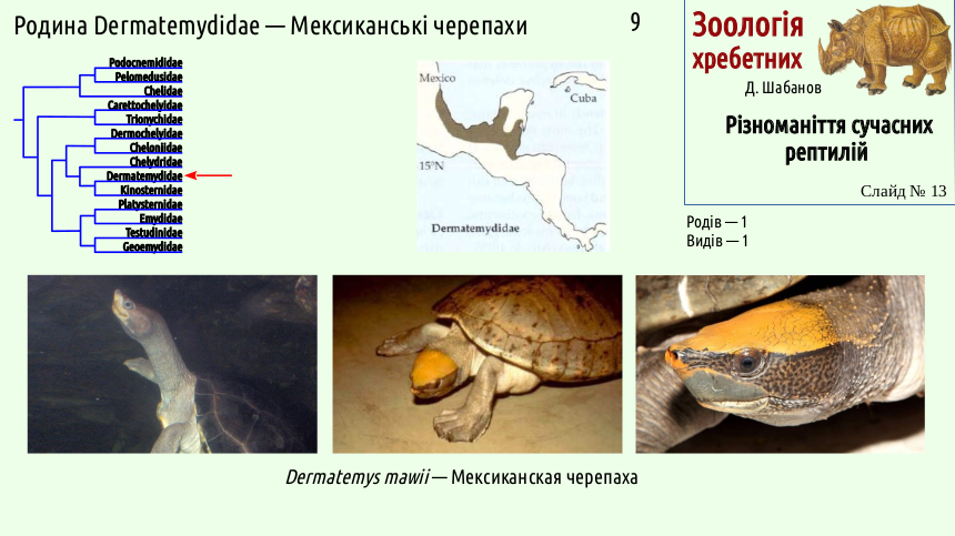 reptilian systematics 13