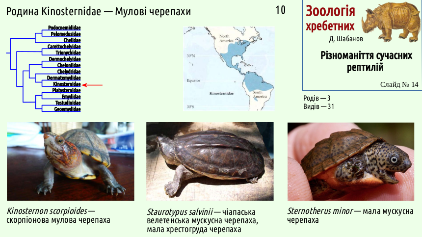 reptilian systematics 14