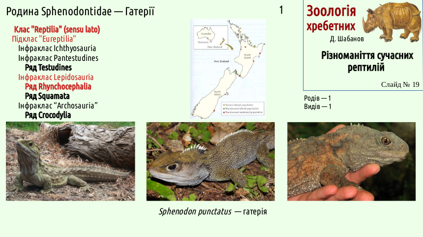 reptilian systematics 19