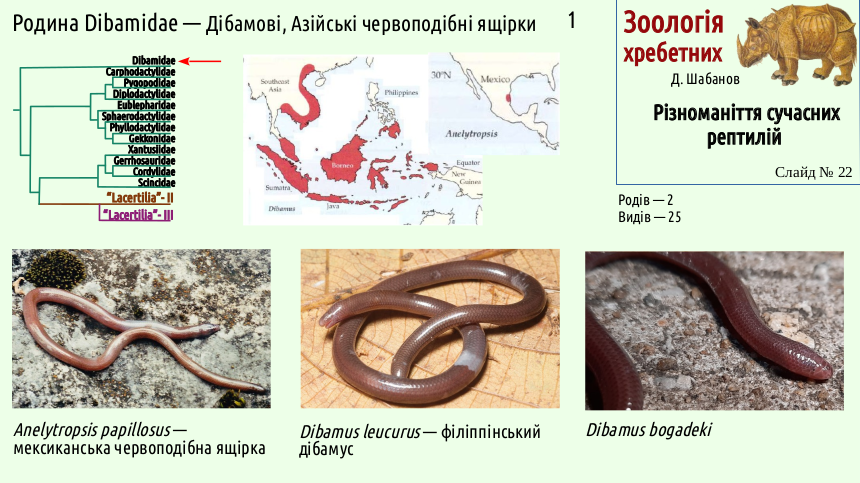 reptilian systematics 22