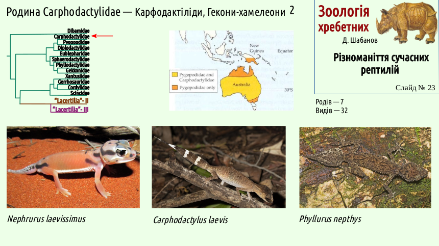 reptilian systematics 23