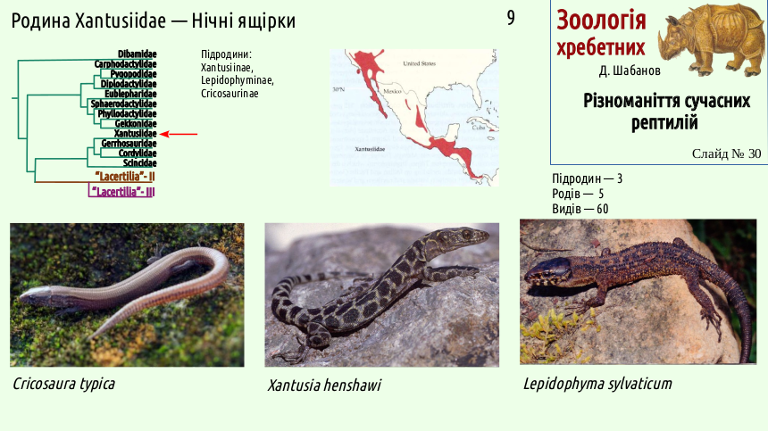 reptilian systematics 30