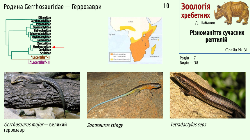 reptilian systematics 31