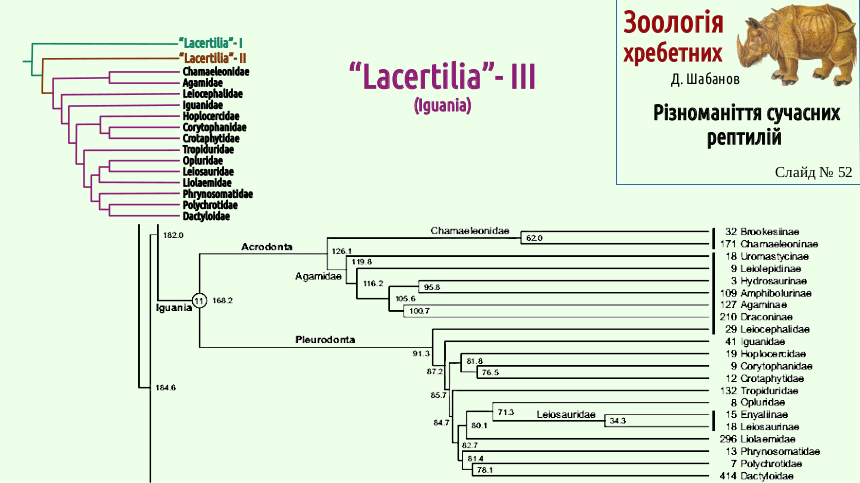 reptilian systematics 52