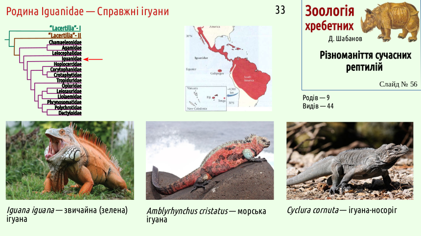 reptilian systematics 56