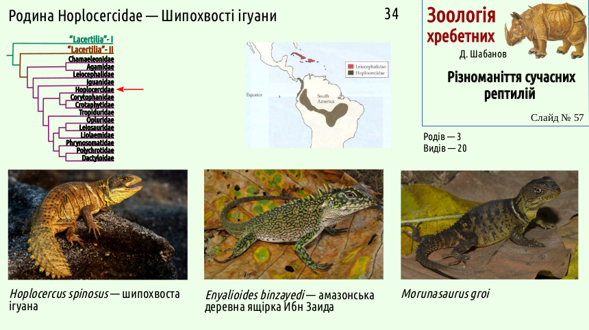 reptilian systematics 57