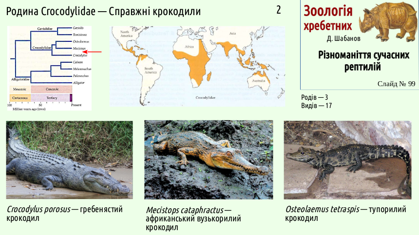 reptilian systematics 99
