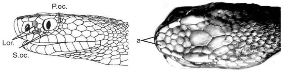 nik
