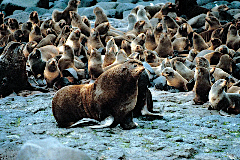 Fig. 10.1.1. A seal hareem. One male is accompanied by a large number of females. Is it worth producing more males than are needed to form harems?The answer to this question is associated with Ronald Fisher’s name, although it is noted that he was n