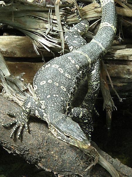 varanus merrem