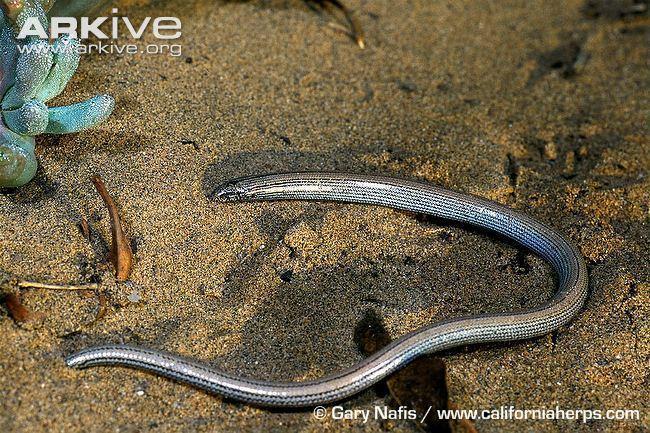 adult baja california legless lizard