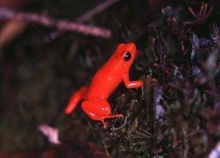 mantella aurantiaca rubida