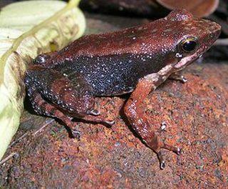 micrixalus fuscus