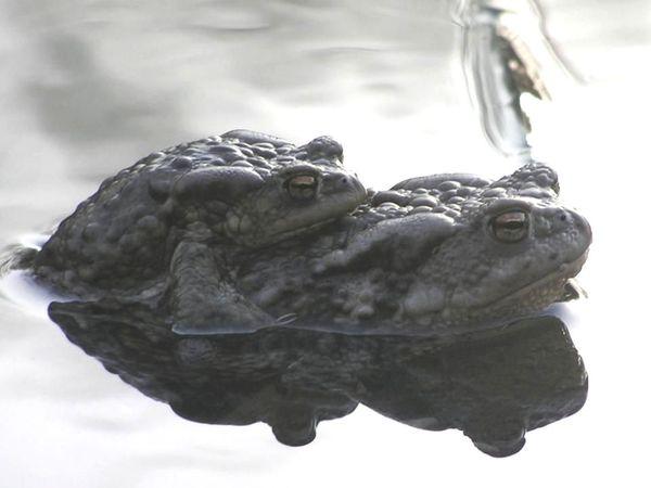 lissamphibia zastavka ampleksus